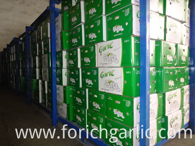 Fresh Best Quality Normal White Garlic